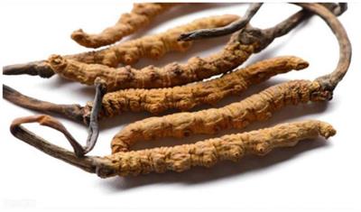 Governance of the business environment based on food safety disputes: empirical analysis based on the case of “Cordyceps sinensis”